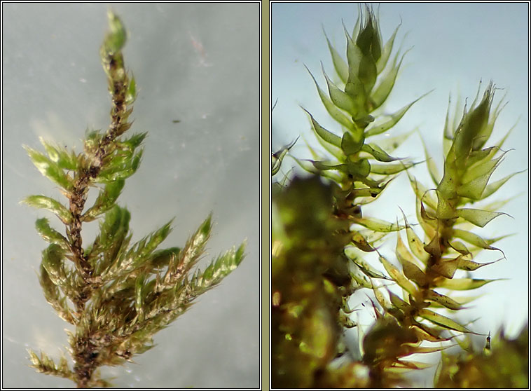 Hypnum lacunosum var lacunosum, Great Plait-moss