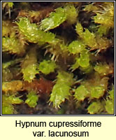 Hypnum lacunosum var lacunosum, Great Plait-moss