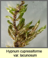 Hypnum lacunosum var lacunosum, Great Plait-moss