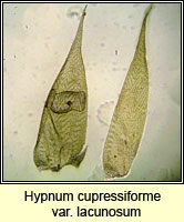 Hypnum lacunosum var lacunosum, Great Plait-moss