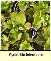 Syntrichia intermedia, Intermediate Screw-moss