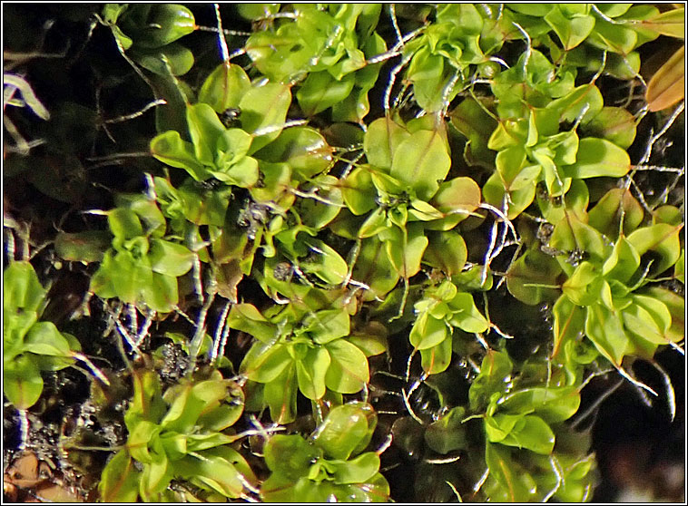 Syntrichia intermedia, Intermediate Screw-moss