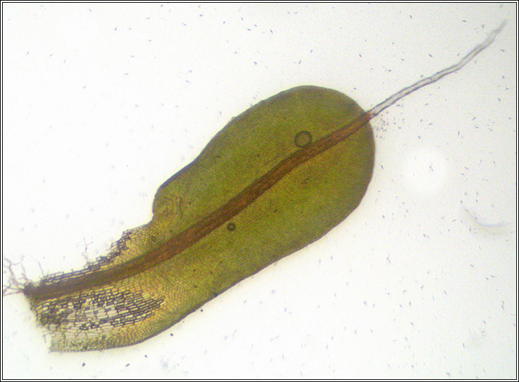 Syntrichia intermedia, Intermediate Screw-moss