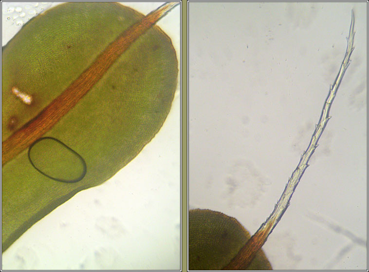 Syntrichia intermedia, Intermediate Screw-moss