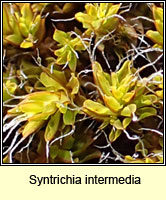 Syntrichia intermedia, Intermediate Screw-moss