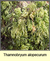 Thamnobryum alopecurum, Fox-tail Feather-moss