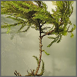 Thamnobryum alopecurum, Fox-tail Feather-moss