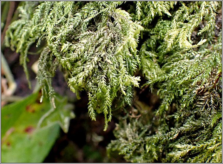 Thamnobryum alopecurum, Fox-tail Feather-moss