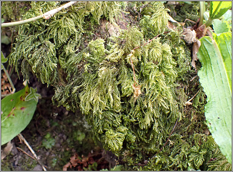 Thamnobryum alopecurum, Fox-tail Feather-moss