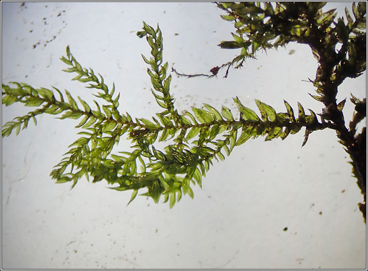 Thamnobryum alopecurum, Fox-tail Feather-moss