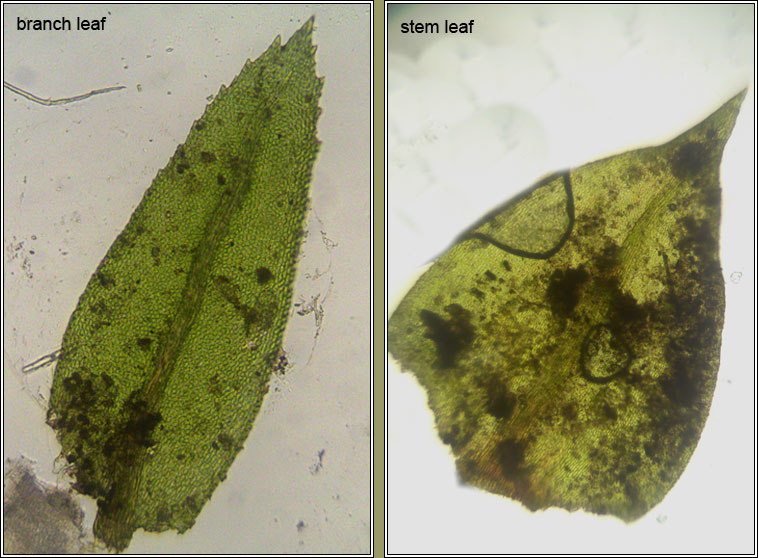 Thamnobryum alopecurum, Fox-tail Feather-moss