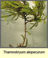 Thamnobryum alopecurum, Fox-tail Feather-moss