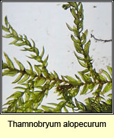 Thamnobryum alopecurum, Fox-tail Feather-moss