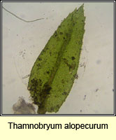 Thamnobryum alopecurum, Fox-tail Feather-moss