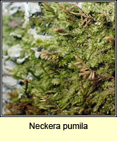 Neckera pumila, Dwarf Neckera