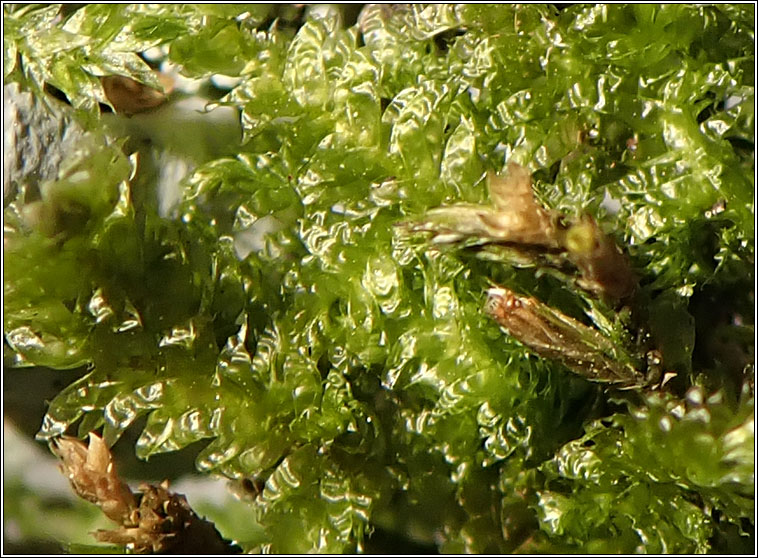 Neckera pumila, Dwarf Neckera