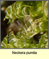 Neckera pumila, Dwarf Neckera