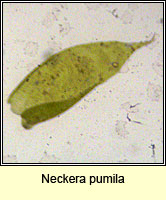 Neckera pumila, Dwarf Neckera