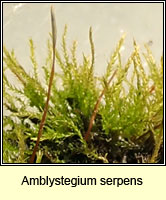 Amblystegium serpens, Creeping Feather-moss