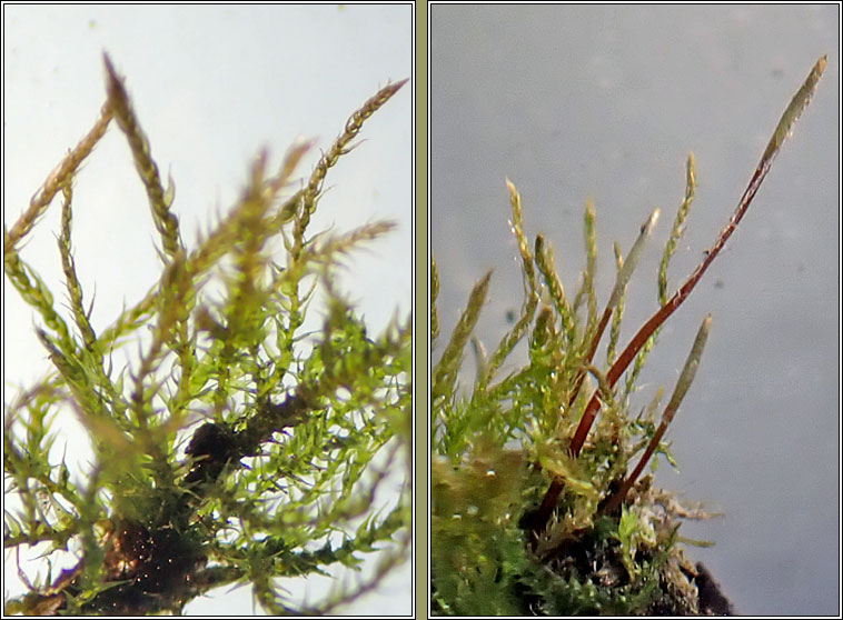 Amblystegium serpens, Creeping Feather-moss