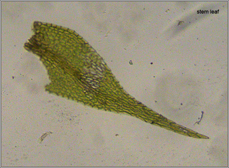 Amblystegium serpens, Creeping Feather-moss