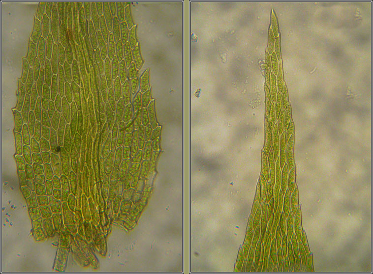 Amblystegium serpens, Creeping Feather-moss