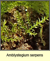 Amblystegium serpens, Creeping Feather-moss