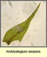 Amblystegium serpens, Creeping Feather-moss