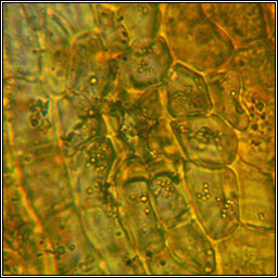 Orthotrichum Q