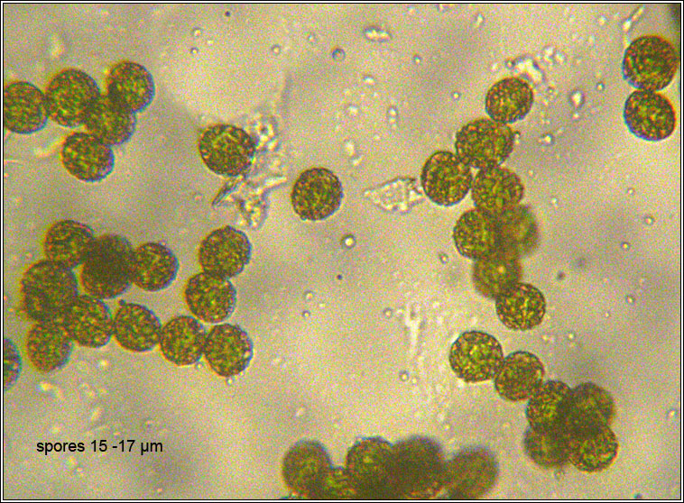 Orthotrichum Q