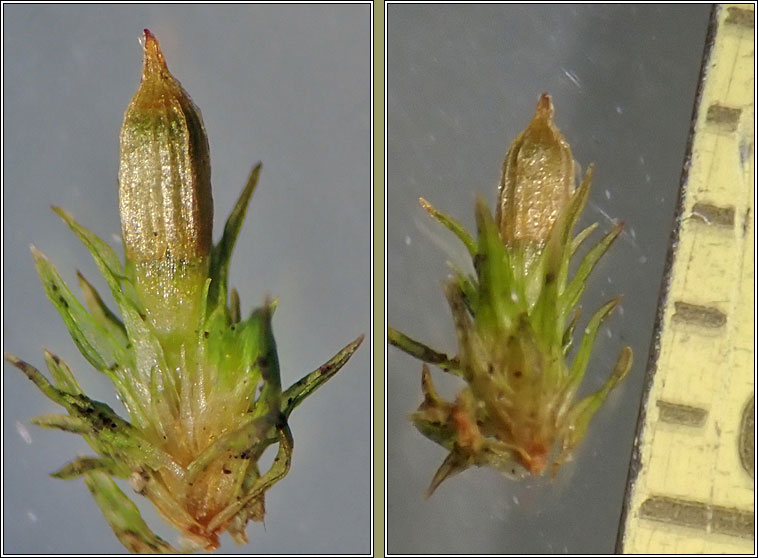 Orthotrichum Q