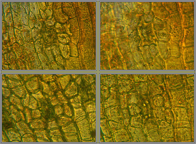 Orthotrichum Q