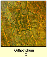 Orthotrichum Q