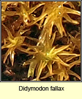 Didymodon fallax, False Beard-moss