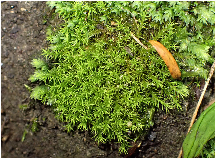 Didymodon fallax, False Beard-moss