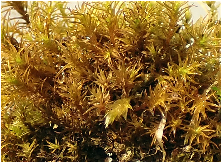 Didymodon fallax, False Beard-moss