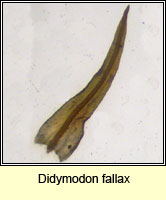 Didymodon fallax, False Beard-moss