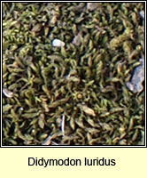 Didymodon luridus, Dusky Beard-moss