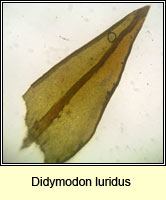 Didymodon luridus, Dusky Beard-moss