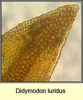 Didymodon luridus, Dusky Beard-moss