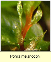 Pohlia melanodon, Pink-fruited Thread-moss