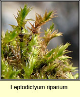 Leptodictyum riparium, Kneiff's Feather-moss