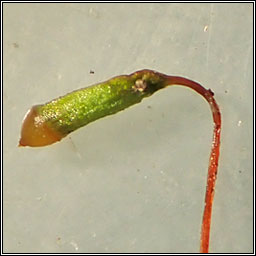 Leptodictyum riparium, Kneiff's Feather-moss