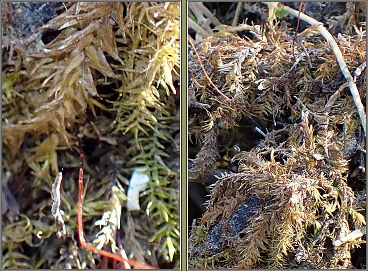 Leptodictyum riparium, Kneiff's Feather-moss