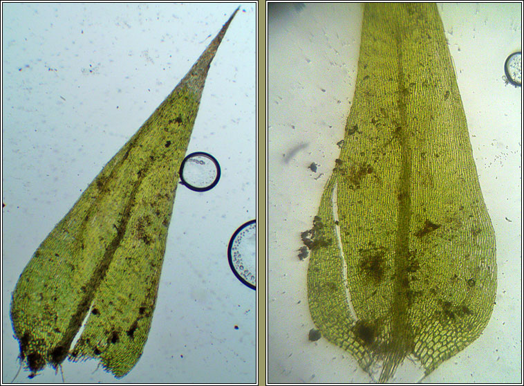 Leptodictyum riparium, Kneiff's Feather-moss