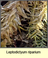 Leptodictyum riparium, Kneiff's Feather-moss