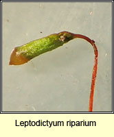 Leptodictyum riparium, Kneiff's Feather-moss