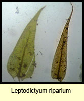 Leptodictyum riparium, Kneiff's Feather-moss