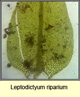 Leptodictyum riparium, Kneiff's Feather-moss