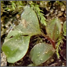 Rhizomnium punctatum, Dotted Thyme-moss